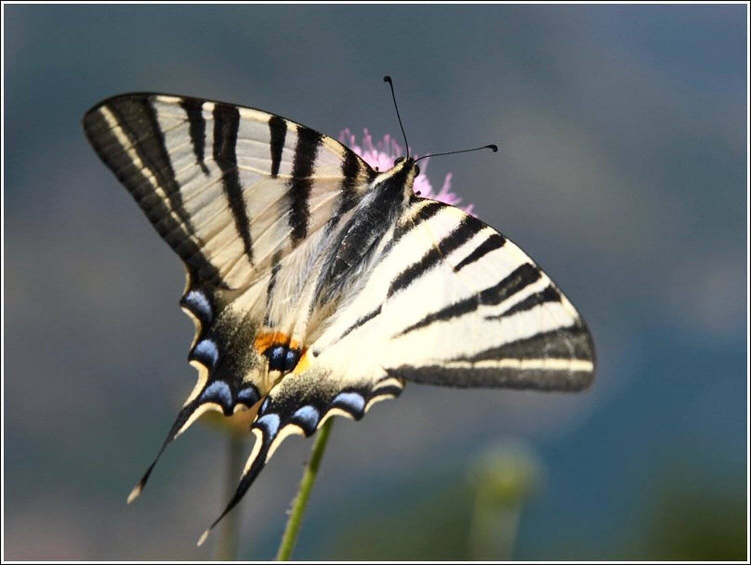 бабочка, макро, Kirill V. Lobanov