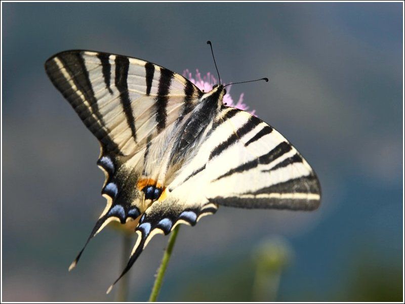 бабочка, макро ***photo preview