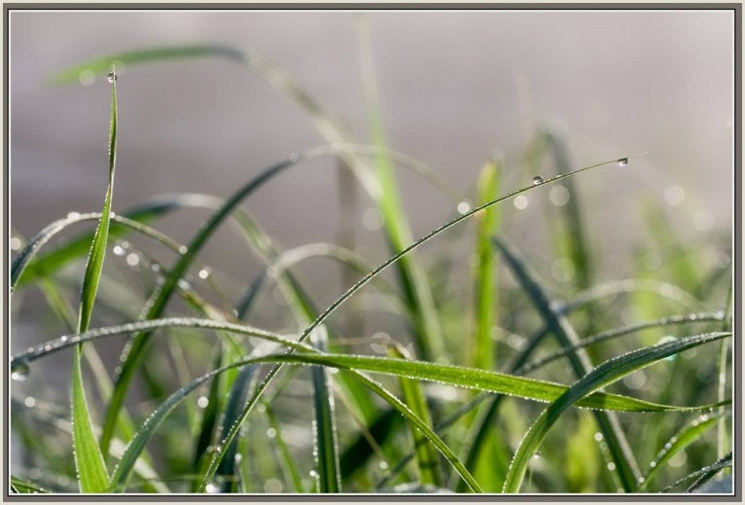 роса,капли,трава,макро, Качурин Алексей