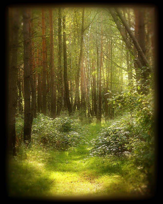 Сказочный лес. Автор: Sound Wave бучанский лес, Sound Wave