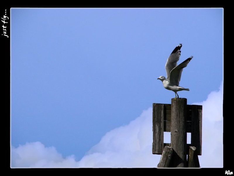 небо, птица just fly...photo preview
