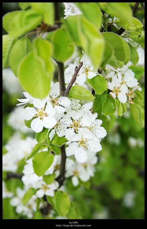 груша природа photo preview