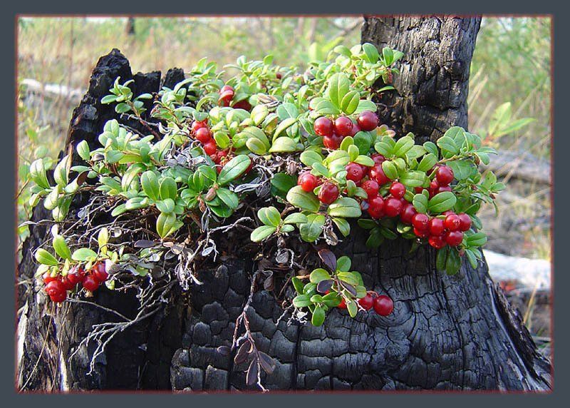 брусника Брусникаphoto preview