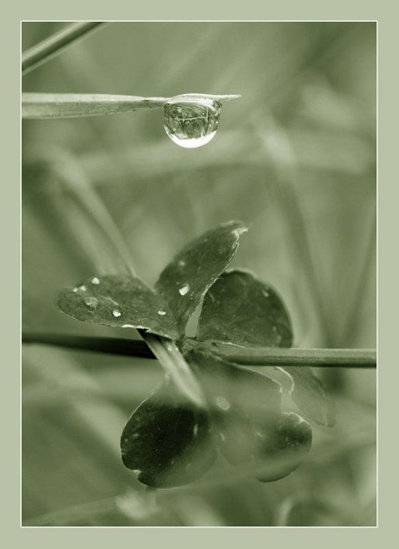 Умывание росой фото превью