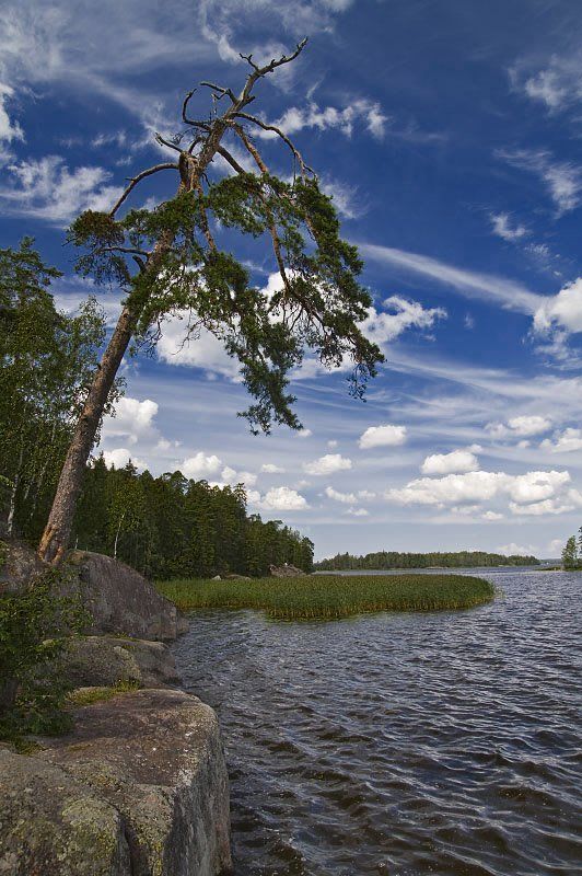 монрепо, берег, камень, дерево Сосна и небоphoto preview