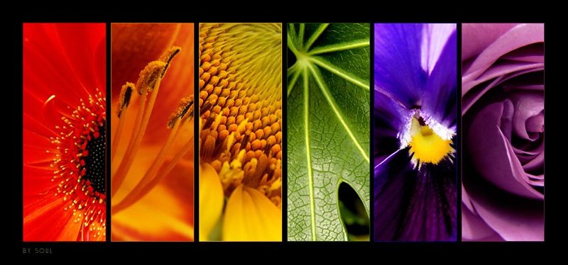 flowers цветы Linesphoto preview