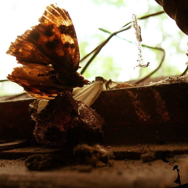 Сон о Лете. Третий.photo preview