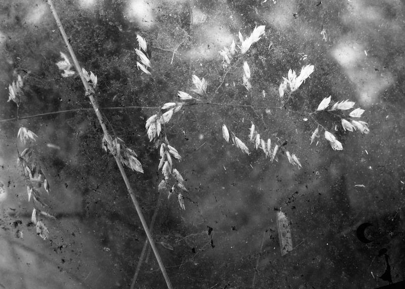 Лето, которого не было. Сеять семена.photo preview