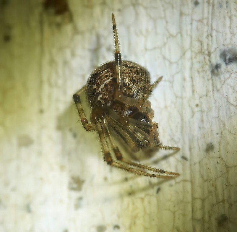 паук арахнофобия макро арахнофобияphoto preview