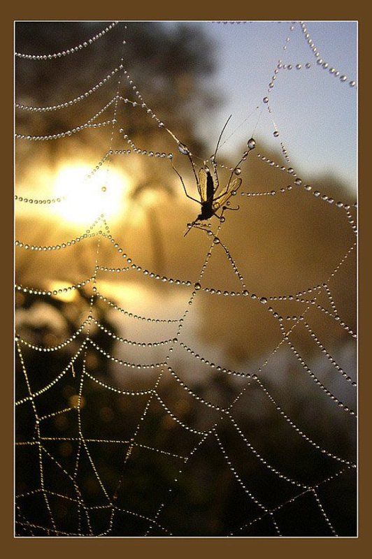 Смерть за жемчуг фото превью