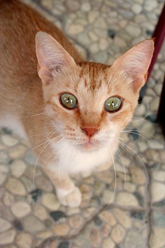 Гипнозphoto preview