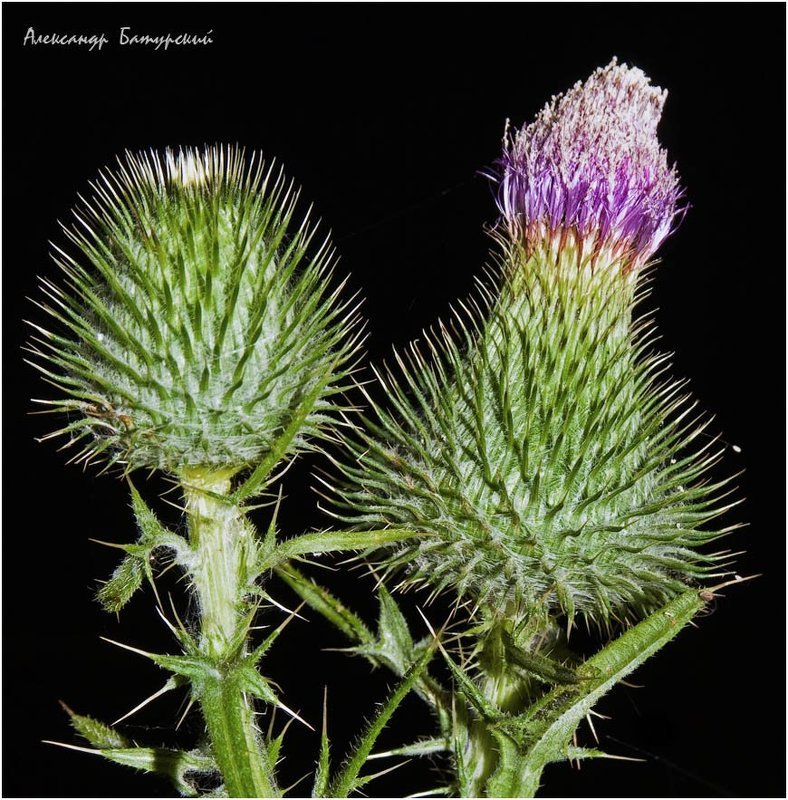 Он и она одна сатанаphoto preview