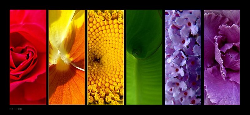 цветы цвета Lines 1photo preview