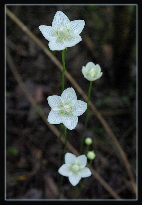 цветы Беленькие цветочкиphoto preview