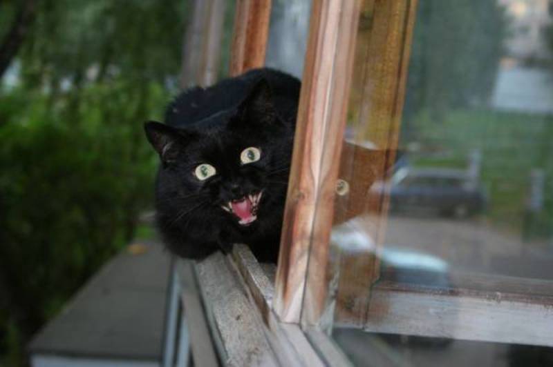 хищный зверёк photo preview