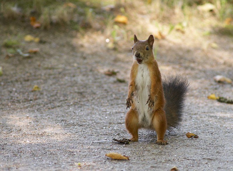 белка Брюс Ли-Крюгерphoto preview