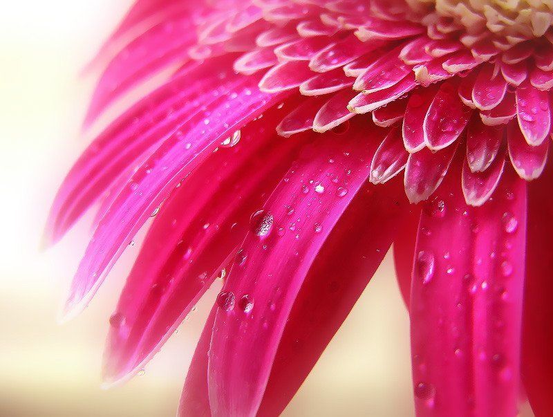 цветок, гербера ***photo preview