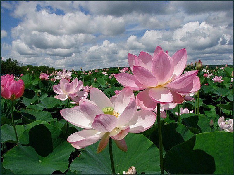 Лотосы фото превью