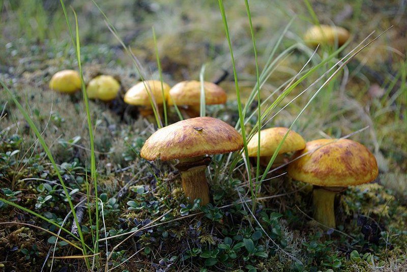 маслята Отряд маслятphoto preview