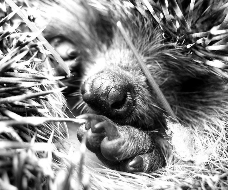 лапа, ёжик, ёж просто лапа ))photo preview