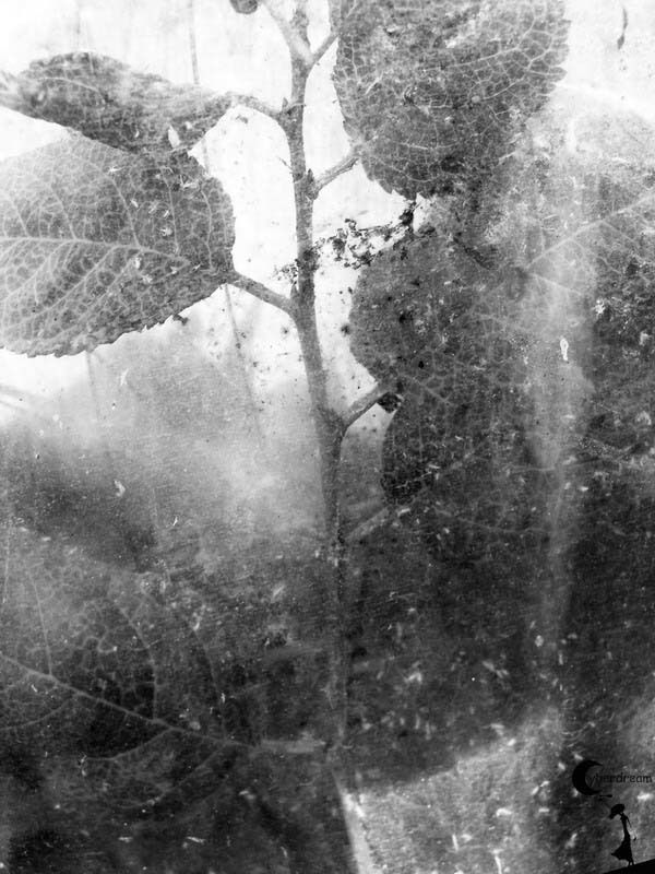 Лето, которого не было. Целовать листья.photo preview