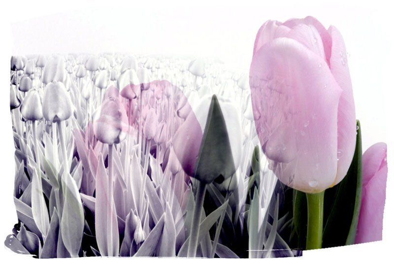 арамат  весныphoto preview