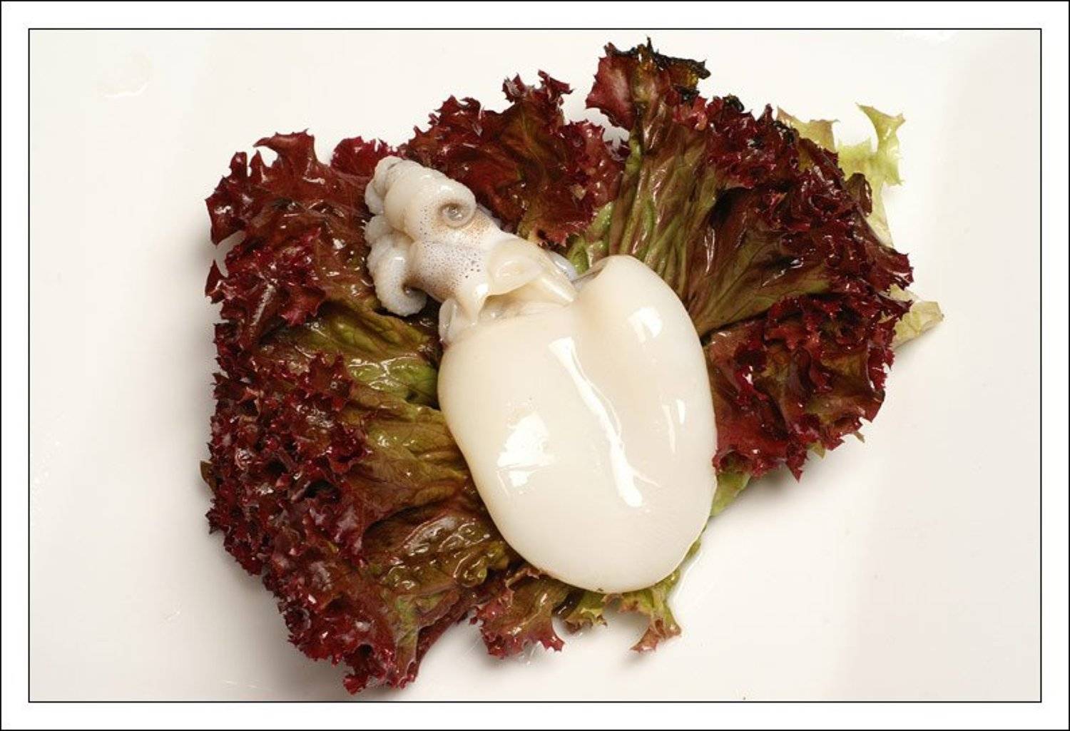 Каракатица на листе салата. Автор: jouris каракатица,морепродукт,натюрморт,салат,лед, jouris