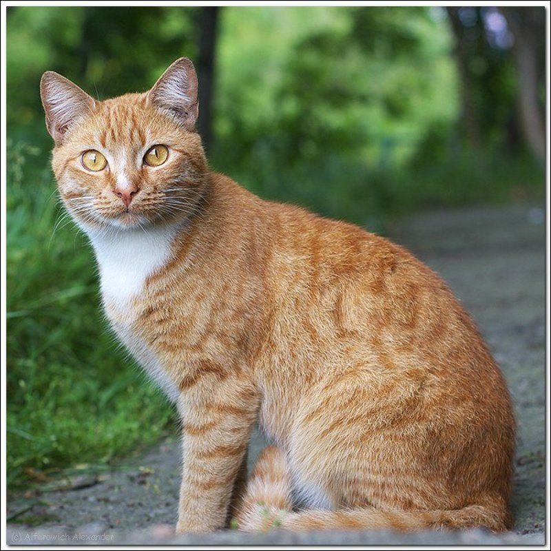 кошка, кот Об усатыхphoto preview