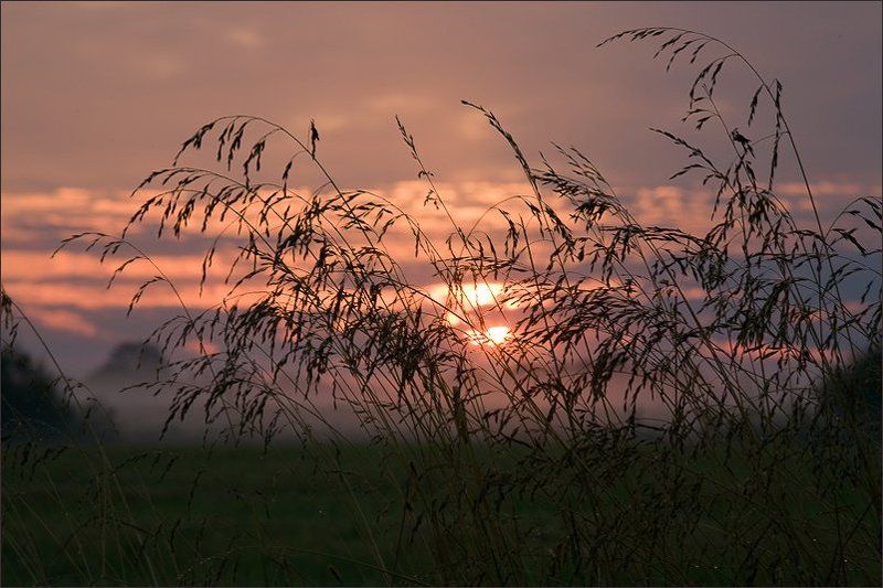 старая ладога, утро, рассвет, травка, туман, травка на рассветеphoto preview