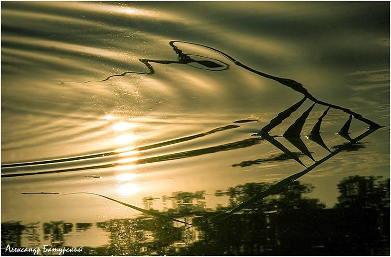 Акулаphoto preview