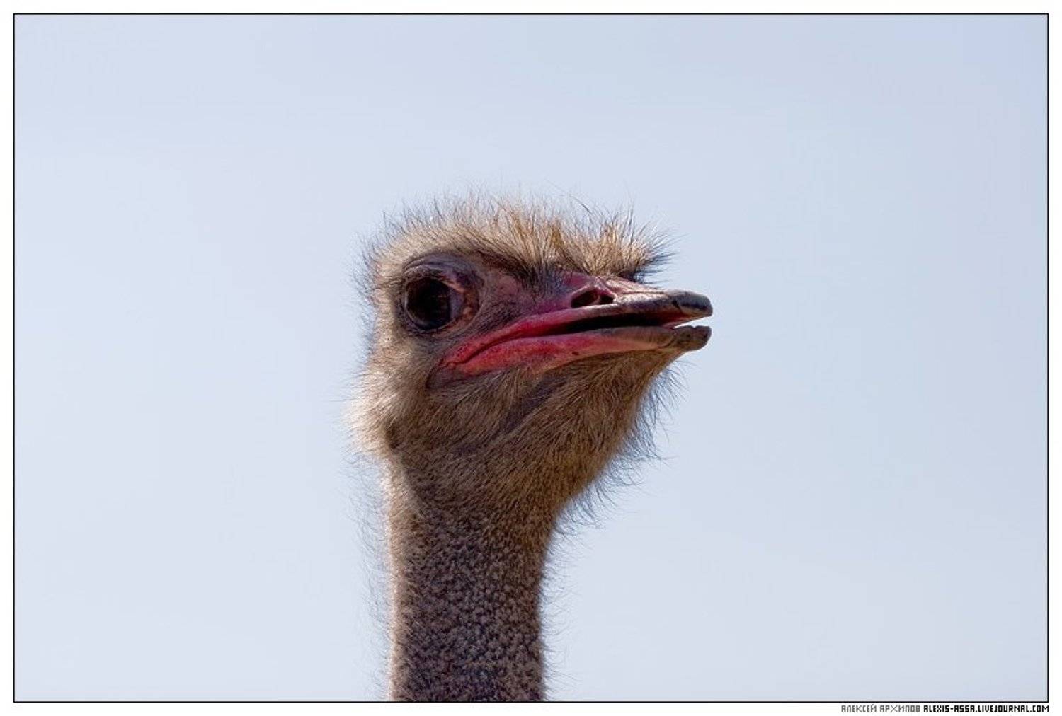 серпухов, страус, Алексей Архипов
