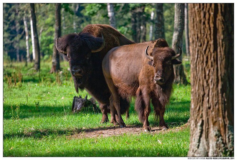серпухов, бизон, приокско-террасный, заповедник И снова супербизоны...photo preview
