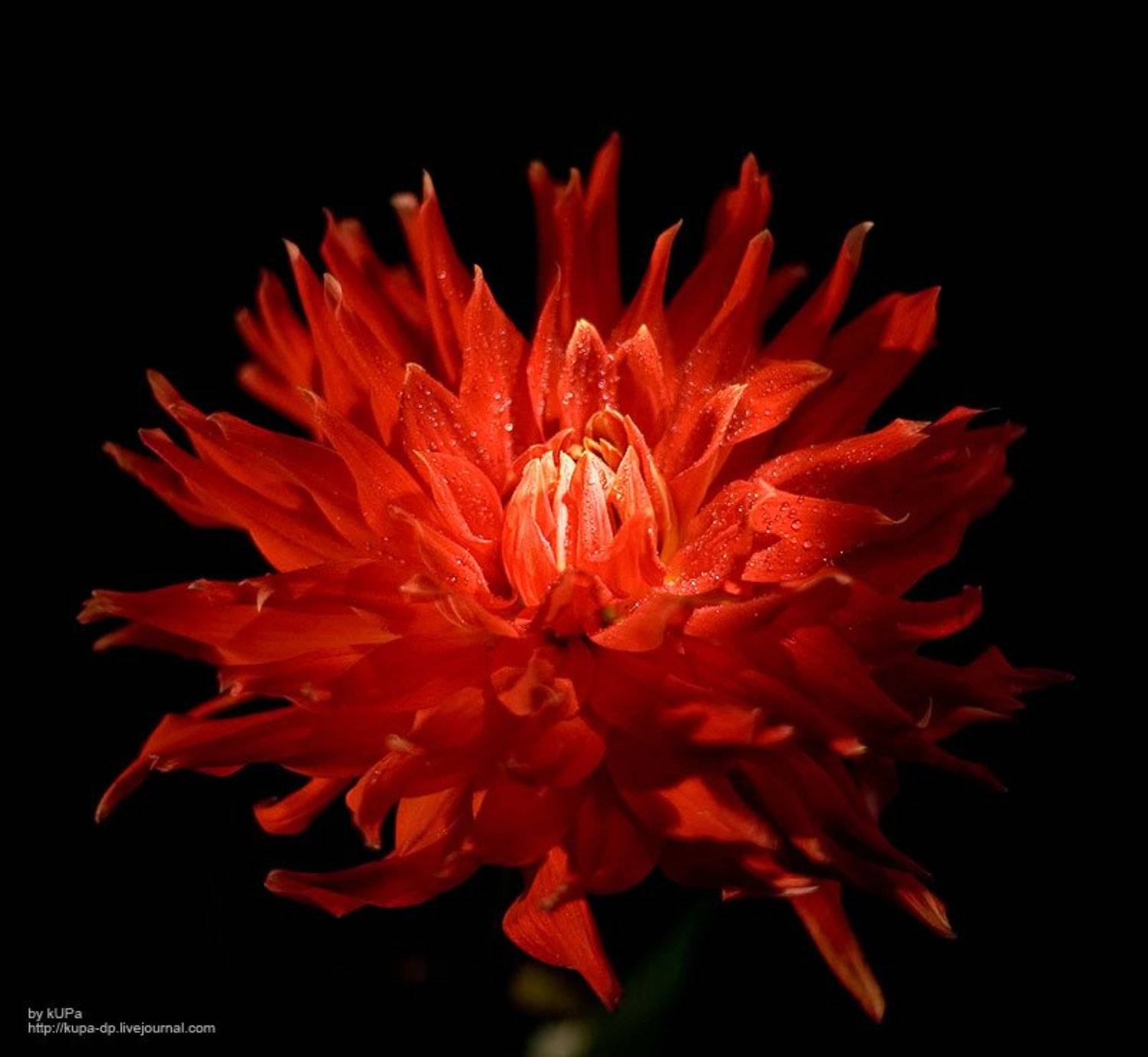 Автор: kUPa Стеценко Игорь цветок, kUPa Стеценко Игорь