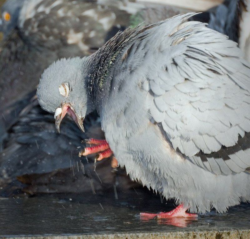 птица,голуби Птичий Грипп!.photo preview