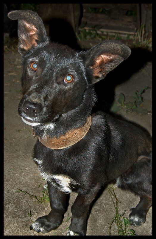 собака, ночь, взгляд Ну что, хозяин?photo preview