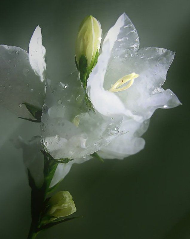 колокольчики ***photo preview