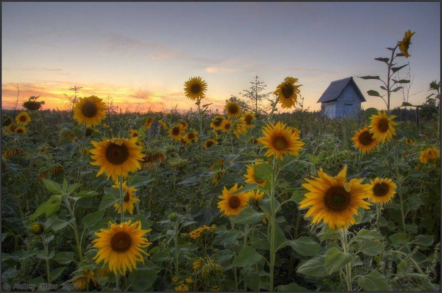 Подсолнухи в закате... Автор: Андрей Житков лето, август, закат, подсолнух, пейзаж, Андрей Житков
