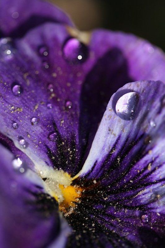 Виола фото превью