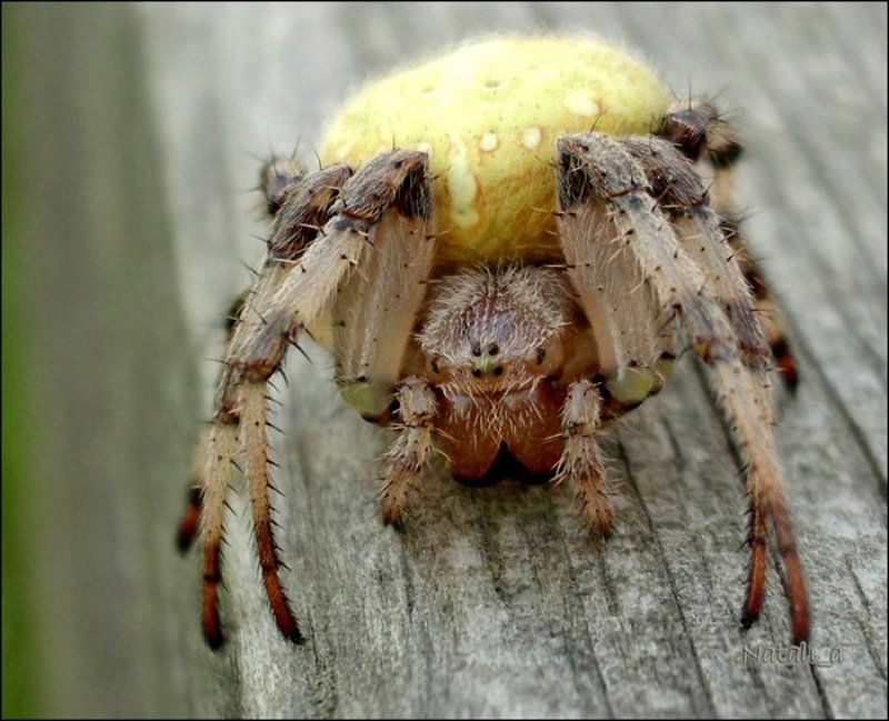 паук, улыбка, макро Улыбка паучкаphoto preview