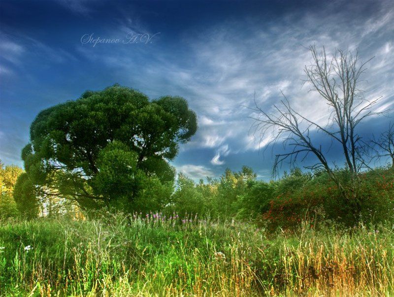 разные судьбы Два дерева -  две разные судьбы...photo preview