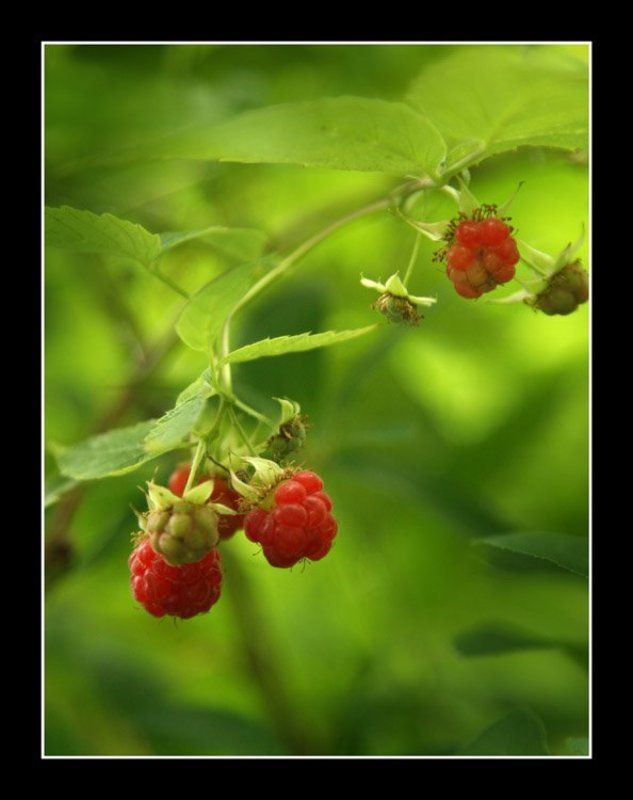 малинки, света ошметкова МАлинкиphoto preview