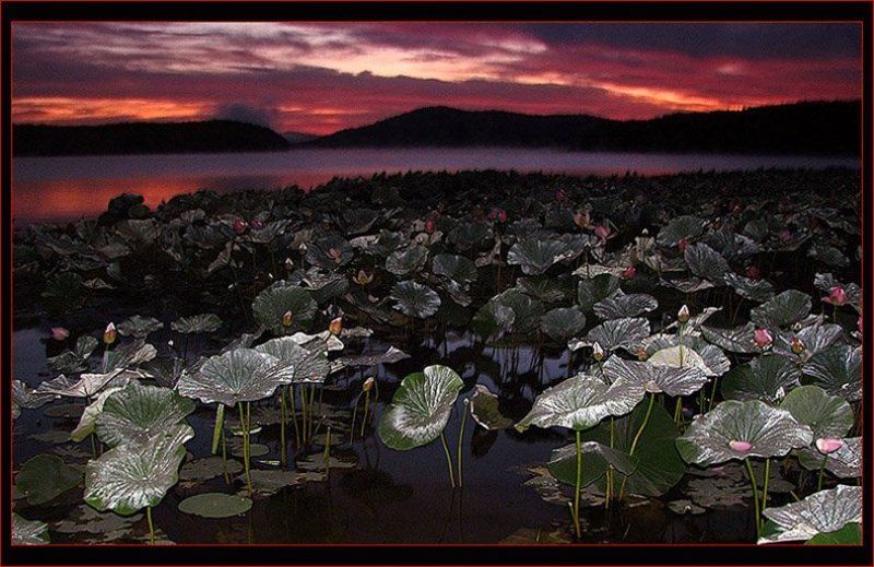 Спящие лотосы на заре фото превью