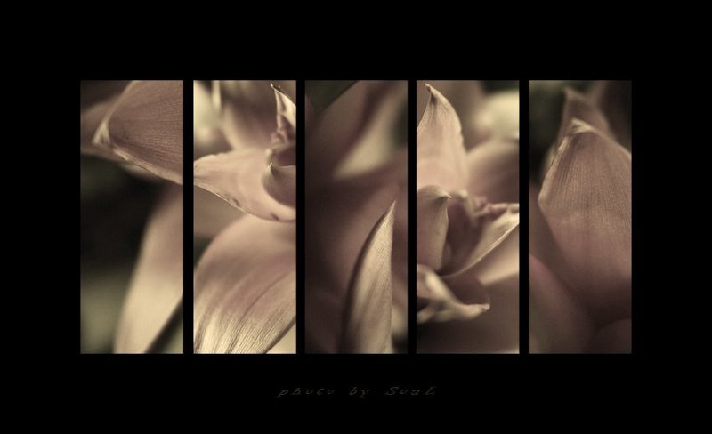 bromeliad Bromeliadphoto preview