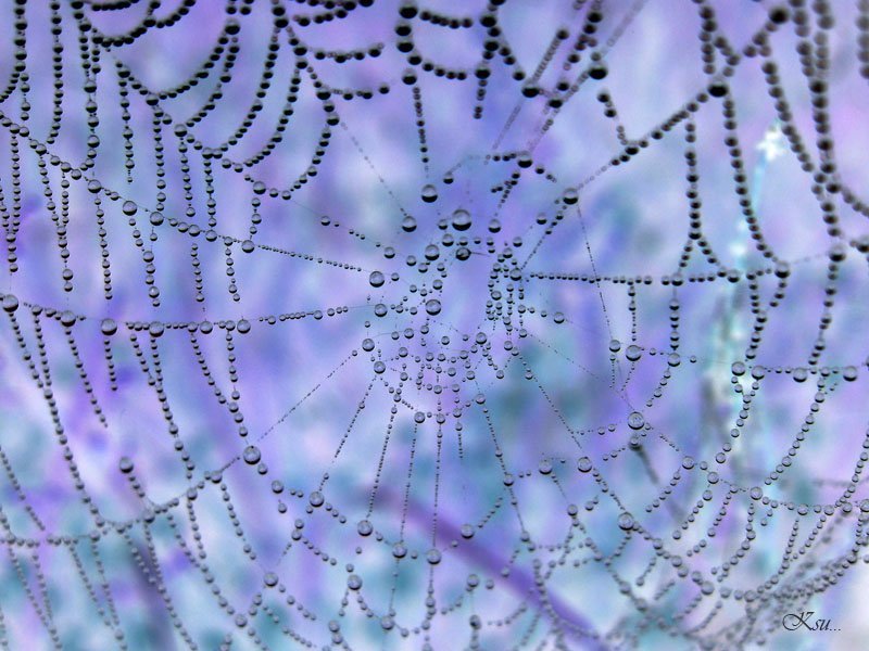 жемчужные сны жемчужные сны фото превью