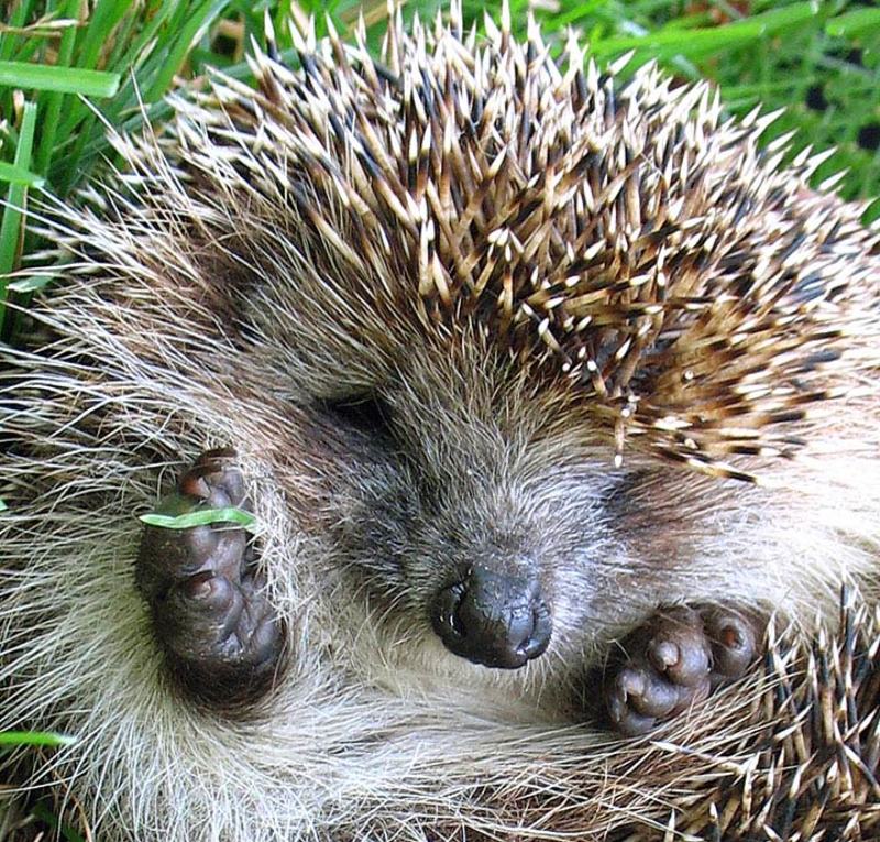 ёж,  превед, колючий ежачий превед !photo preview