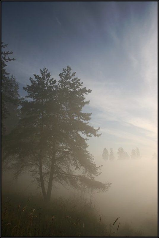 утро, туман, сосна, поле, солнце, небо, дерево, лес, трава, dyadyavasya Туманphoto preview