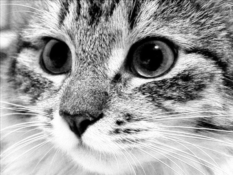 Она сама по себе ,Она со всеми и не скем,Она нужна всем и не нужна никому, КОШКА....photo preview