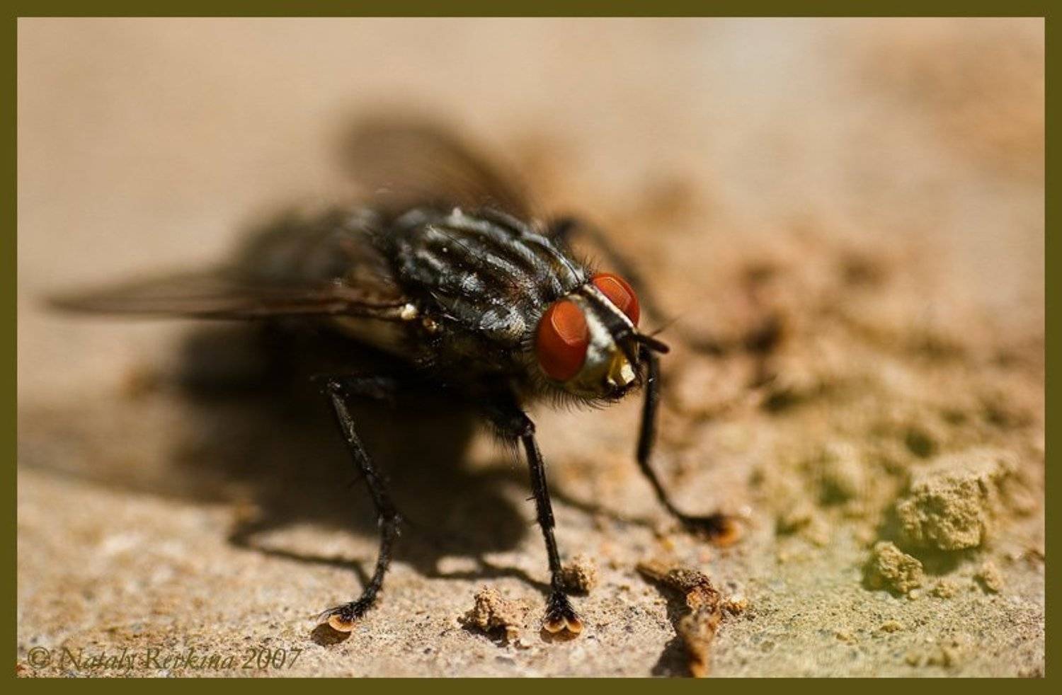 муха,макро,цокотуха,муха цокотуха, Наталья Ревкина