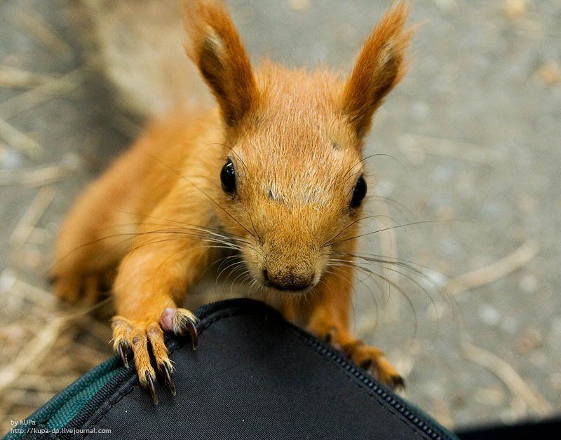 белка Белка будущий фотографphoto preview