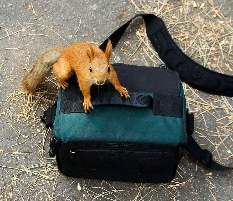 белка Белка будущий фотограф 2photo preview